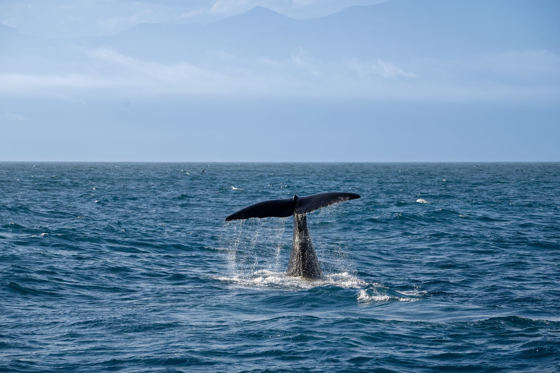whale tail emerging from ocean waves