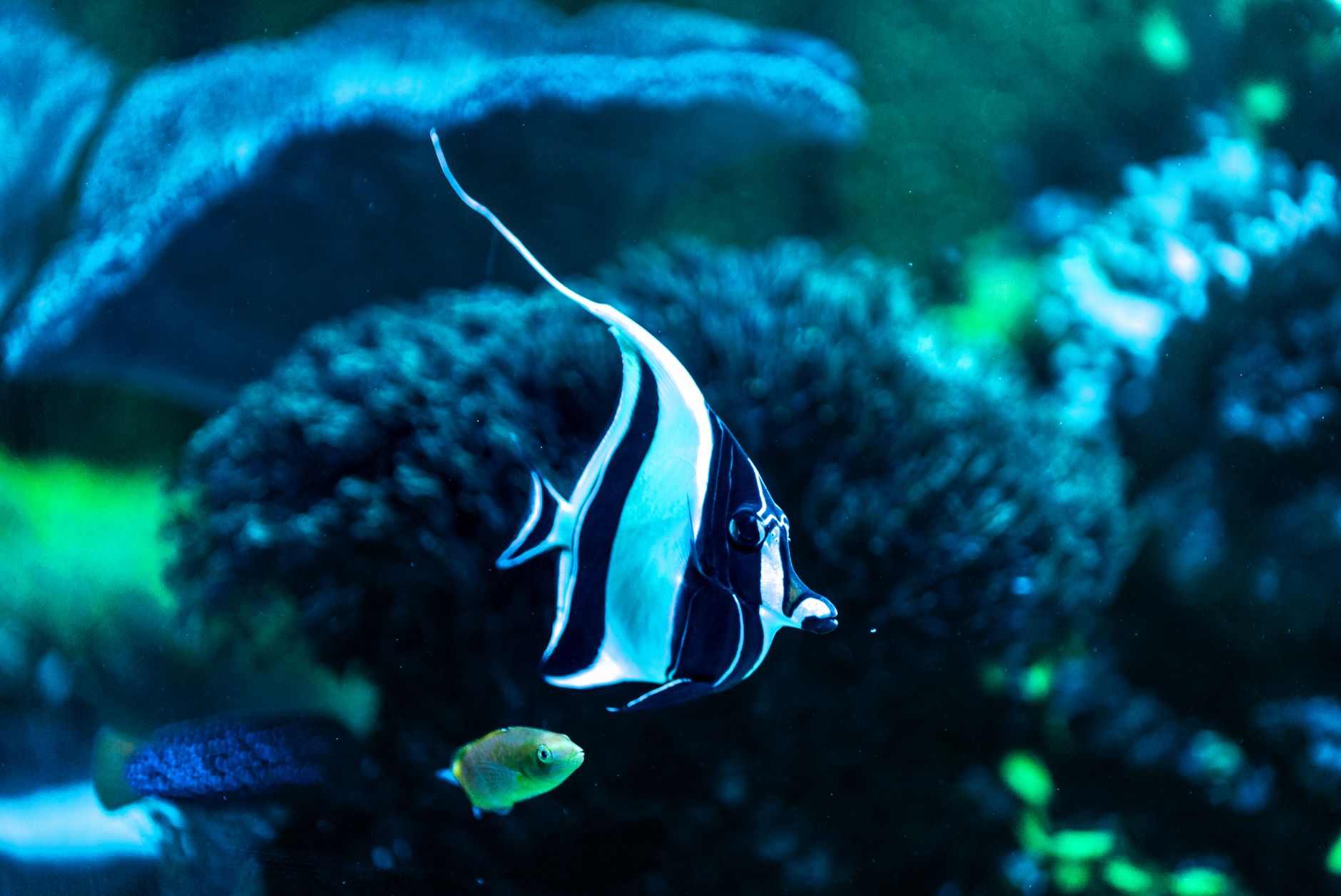 tropical fish in vibrant aquarium rio de janeiro